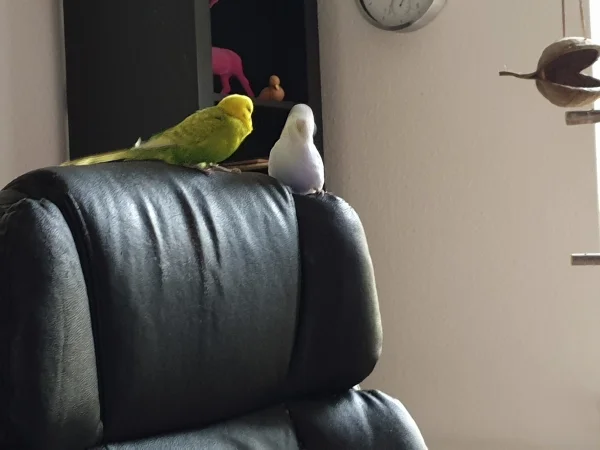 Wellensittich-Bild: Leo baggert Cindy an, er liebt halt beide Hennen. 