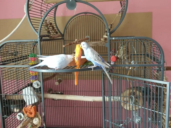 Wellensittich-Bild: Cindy und Lenchen schreddern eine Möhre. Sie achten darauf, dass jeder dran kommt und teilen. 