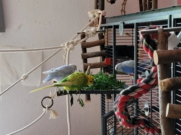 Wellensittich-Bild: Cindy, Leo und Lenchen futtern Möhrengrün. Natürlich haben sie vorher drin gebadet, da das Möhrengrün nass ist. 
