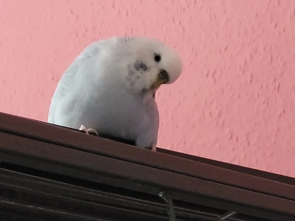 Wellensittich-Bild: Als ich das Handy zum Fotografieren in die Hand nahm, hat Cindy extra-süß geguckt. 