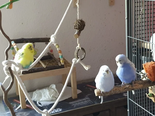 Wellensittich-Bild: Bert hat sich zum Entspannen in die Nähe der Mädels gesetzt. Auf dem Ast war definitiv kein Platz mehr für ihn. 