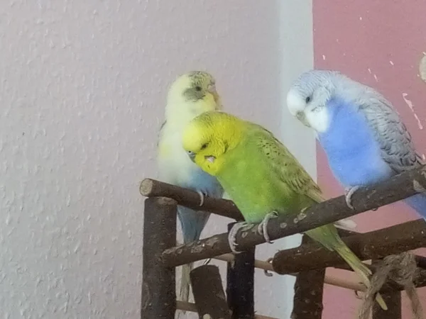 Wellensittich-Bild: Die Drei sind auf ihrem Lieblingsplatz gerade am Chillen. 