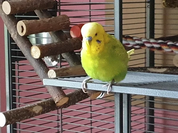 Wellensittich-Bild: Leo hat alles im Blick. 