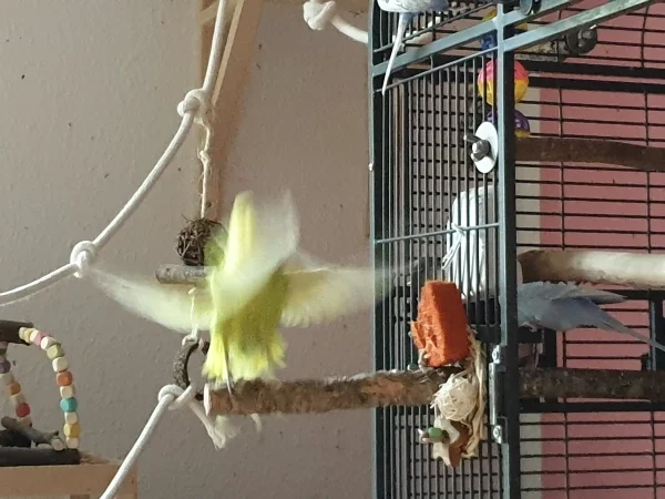 Wellensittich-Bild: Leo fliegt in dem Moment los, als ich auf den Auslöser gedrückt habe