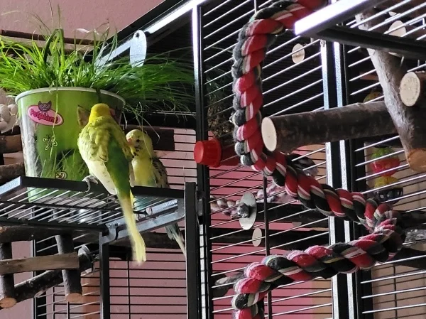 Wellensittich-Bild: Leo und Bert knabbern zusammen am Katzengras. 
