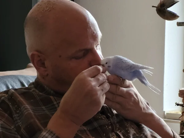 Wellensittich-Bild: Cindy sitzt bei Stephan auf der Hand und knabbert Knaulgras. 