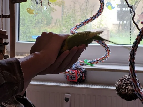 Wellensittich-Bild: Felo Stephan hat auf seiner Hand Knaulgras und mit der zweiten Hand eine Höhle gebildet. Leo quetscht sich ganz tief in die Höhle rein, um ja kein Körnchen zu verpassen. 