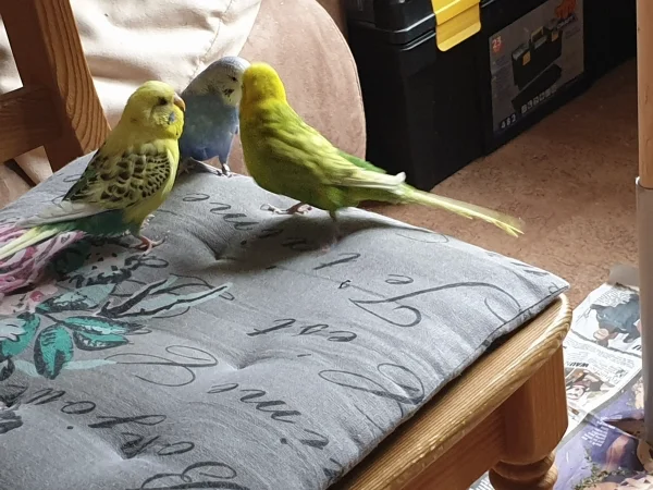 Wellensittich-Bild: Lenchen, Bert und Leo erkunden den Stuhl. 