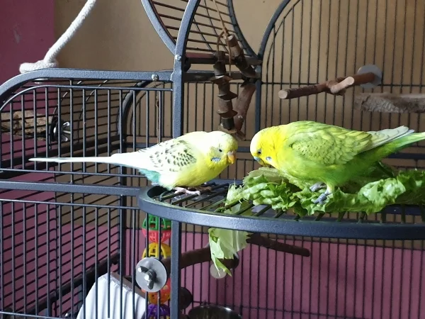 Wellensittich-Bild: Bert und Leo stehen total auf grünen Salat. Es dauert nur Sekunden, bis sie losfuttern.