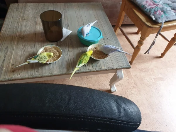 Wellensittich-Bild: Wenn man das Knaulgras so offen rumstehen lässt, kann man sich auch bedienen. Lenchen ist auf der Hirse-Tupperdose und überlegt, wie sie den Deckel aufbekommt. 