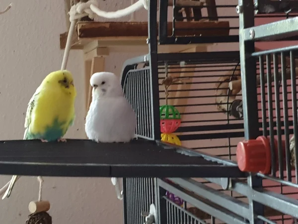 Wellensittich-Bild: Cindy und Bert haben sehr lange so gesessen und sich unterhalten und angeflirtet. Bert hat sich sogar in die gleiche Position wie Cindy gesetzt. 