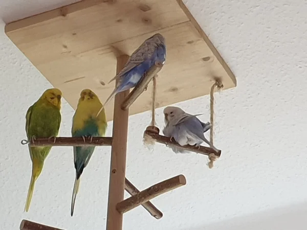 Wellensittich-Bild: Leo und Bert reden sehr intensiv miteinander. Die Mädels hören zu. 