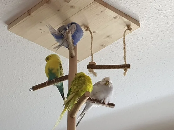 Wellensittich-Bild: Hier sind Cindy, Lenchen, Leo und Bert gleichzeitig im Bad. 