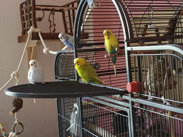 Wellensittich-Bild: Cindy, Lenchen, Leo und Bert beobachten mich. 