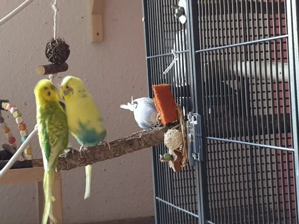 Wellensittich-Bild: Leo und Bert diskutieren gerade, wer auf dem Ast sitzen darf. Lenchen guckt zu-denn eigentlich ist das ihr Ast..