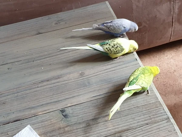 Wellensittich-Bild: Lenchen, Bert und Leo sehen anscheinend was sehr Interessantes unter dem Tisch. 