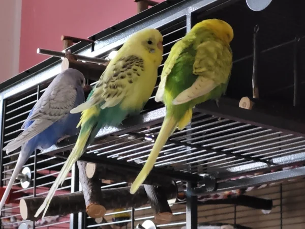 Wellensittich-Bild: Lenchen, Bert und Leo chillen zusammen. Hier sieht man, dass Bert am rechten Flügel nur eine Schwungfeder hat. 