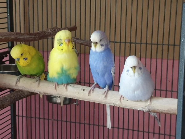 Wellensittich-Bild: Leo, Bert, Lenchen und Cindy sitzen beieinander. 