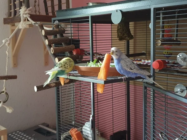 Wellensittich-Bild: Bert und Lenchen haben die Möhren entdeckt und direkt mit dem Schreddern angefangen. 