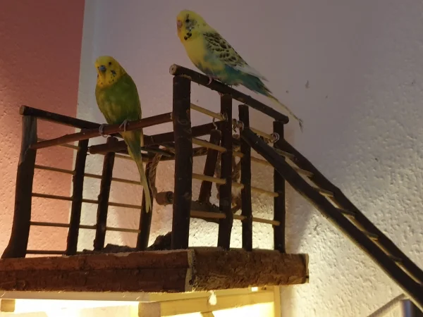 Wellensittich-Bild: Leo und Bert chillen zusammen. 