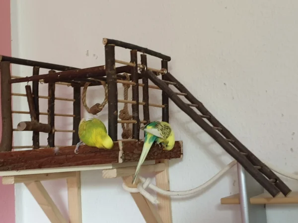 Wellensittich-Bild: Leo und Bert schreddern neuerdings am Spielplatz. 