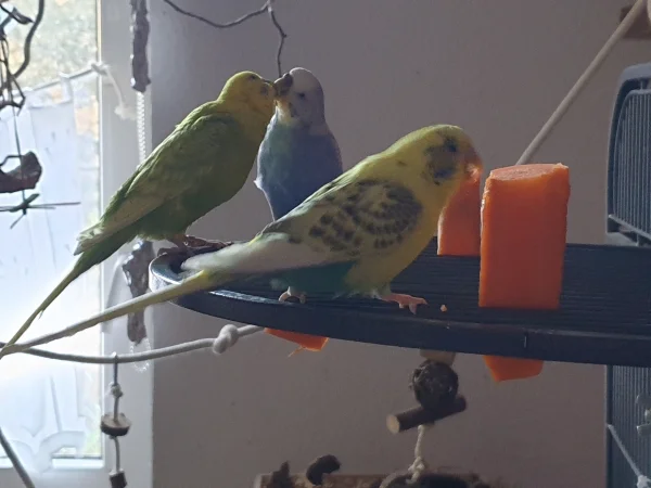 Wellensittich-Bild: Leo füttert Lenchen und Bert futtert dafür Möhrchen. 