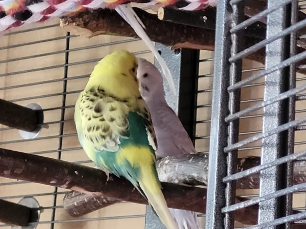 Wellensittich-Bild: Auf diesem Bild sieht man ganz gut, dass Bert am linken Flügel überhaupt keine Schwungfedern mehr hat. Er fliegt weiterhin Kurzstrecken-aber nur wenn die von oben nach unten gehen. Bert ist die ganze Zeit gut drauf und zwitschert fröhlich-auch ohne Federn. 