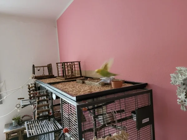 Wellensittich-Bild: Leo und Cindy picken in der Wühlkiste. Auf dem Bild sieht man, wie groß die beiden Wühlkisten sind. 