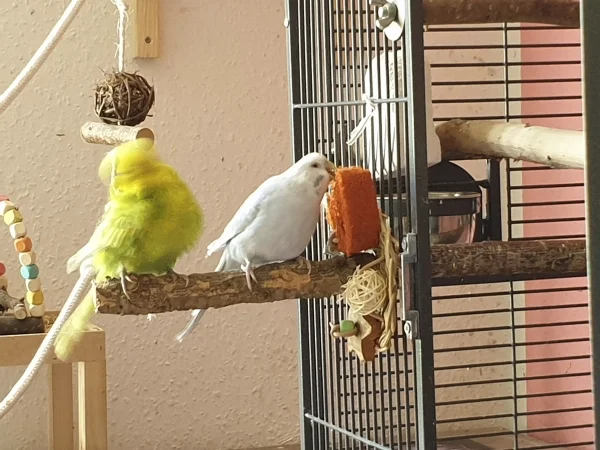 Wellensittich-Bild: Leo und Cindy sitzen gemeinsam auf einem Ast. Cindy ist mit Schreddern beschäftigt, Leo putzt sich. 