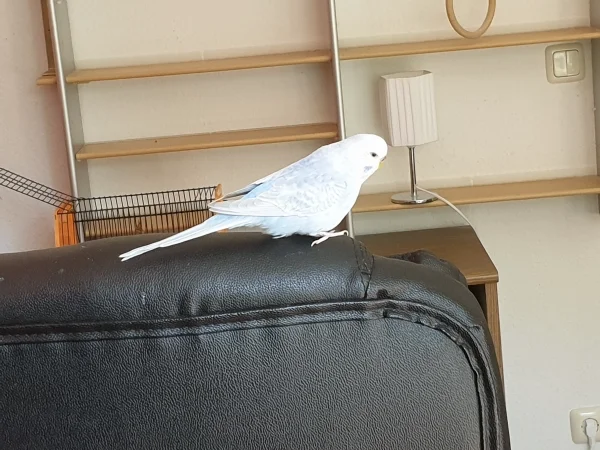 Wellensittich-Bild: Da steht man einmal kurz vom Sessel auf-zack, guckt Cindy nach dem Rechten. 