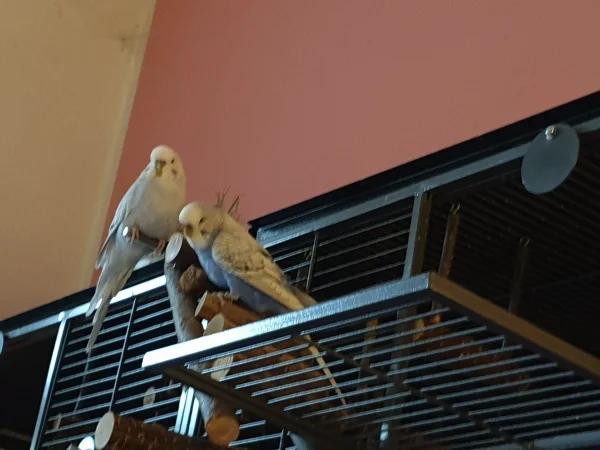 Wellensittich-Bild: Cindy und Lenchen sitzen zusammen und gucken interessiert auf das Handy. 