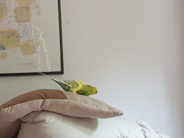 Wellensittich-Bild: Leo und Bert erforschen ein Sofakissen. 