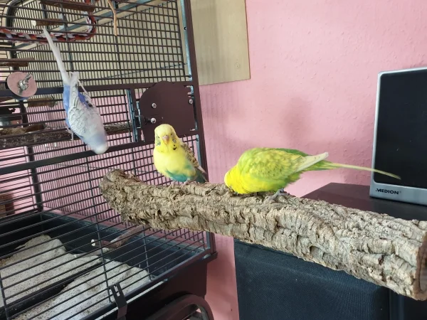 Wellensittich-Bild: Lenchen, Bert und Leo haben den dicken Korkast besucht, auf dem sie sonst nie sind. Lenchen war mal wieder als Erste gelandet und die Jungs kamen dazu. 