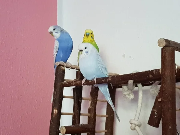 Wellensittich-Bild: Lenchen, Cindy und Leo gucken wo Bert hingeflogen ist. 