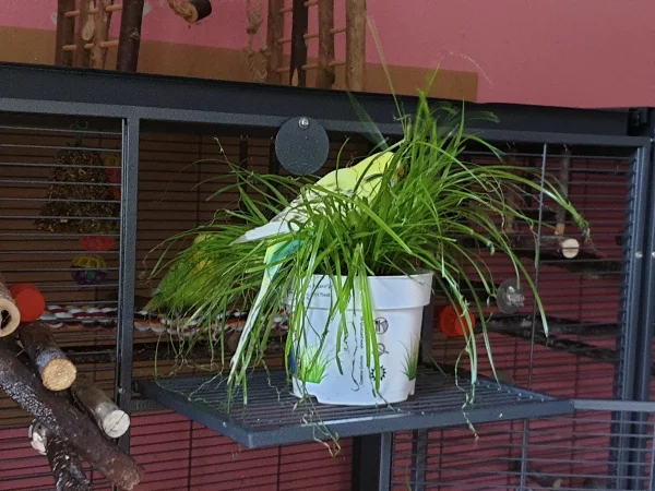 Wellensittich-Bild: Bert ist direkt in das nasse Katzengras reingehüpft um zu baden. 