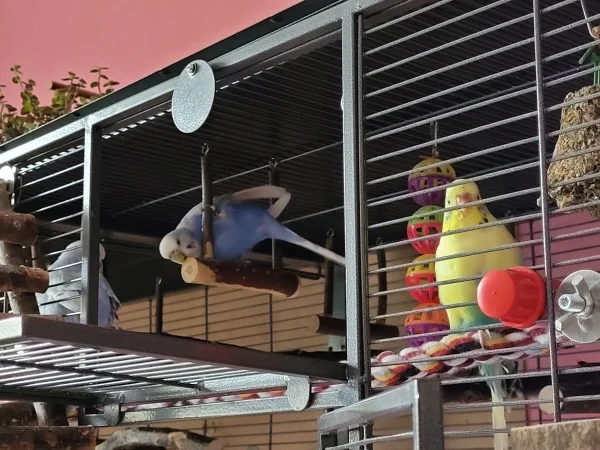 Wellensittich-Bild: Lenchen gestaltet die Schaukel um. Gerne hängt sie dabei auch kopfüber unter der Schaukel, denn auch die Unterseite braucht eine Verschönerung. Cindy und Bert gucken zu. 