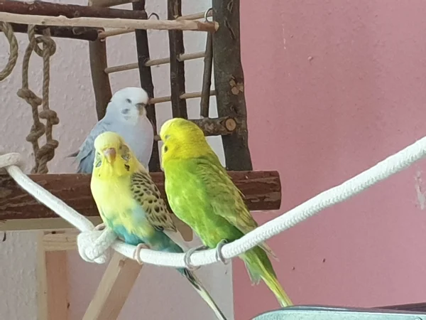 Wellensittich-Bild: Bert spricht mit Leo, Cindy hört zu. 