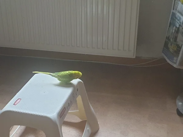 Wellensittich-Bild: Leo guckt nach, warum der Hocker da steht. 