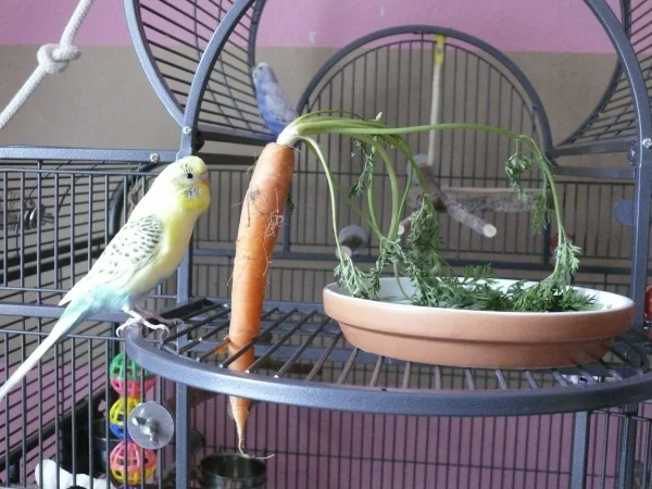 Wellensittich-Bild: Bert mag auch Möhren.