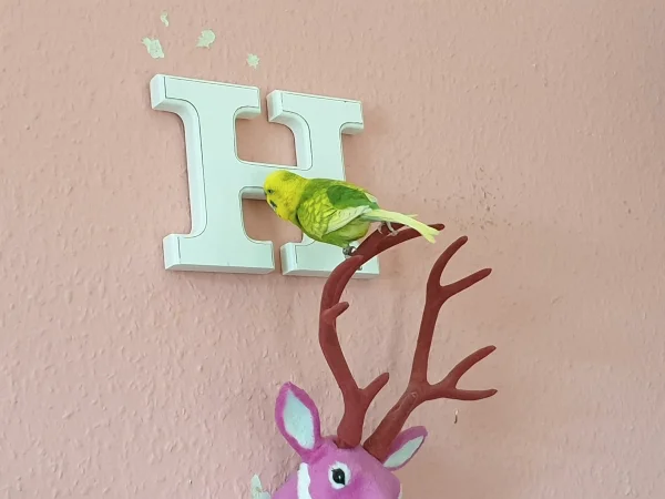 Wellensittich-Bild: Leo ist mal wieder auf dem rosa Hirsch gelandet und guckt sich das H genau an. 