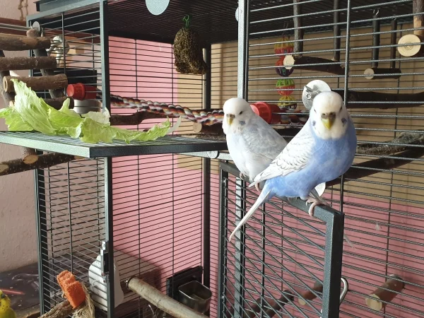 Wellensittich-Bild: Cindy und Lenchen chillen zusammen. 