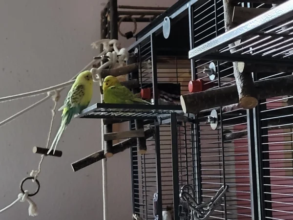 Wellensittich-Bild: Bert und Leo unterhalten sich. 