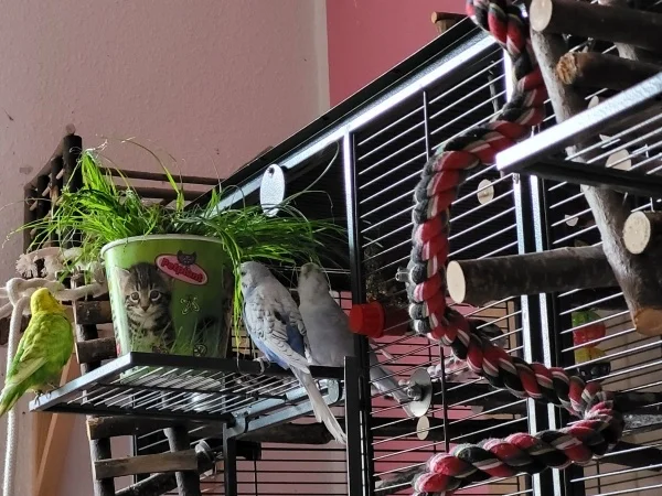 Wellensittich-Bild: Leo, Lenchen und Cindy machen die Hälse lang, um an das nasse Katzengras zu kommen. 