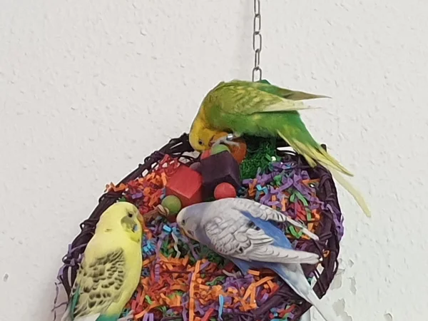 Wellensittich-Bild: Bert, Lenchen und Leo zupfen Papier. 