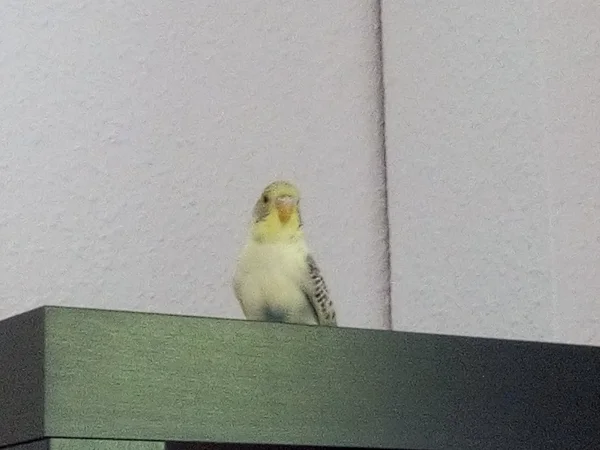 Wellensittich-Bild: Bert ist auf dem Regal gelandet, weil er mal in die Ferne gucken wollte.