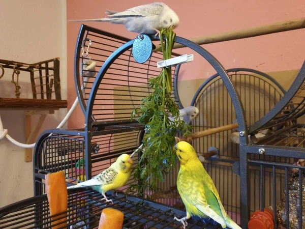 Wellensittich-Bild: Cindy, Bert und Leo futtern am nassen Möhrengrün. Lenchen kommt auch gleich dazu. 