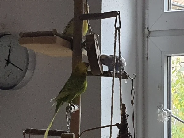 Wellensittich-Bild: Leo und Lenchen fressen vom Pickholz von beiden Seiten aus. Bert guckt zu. 
