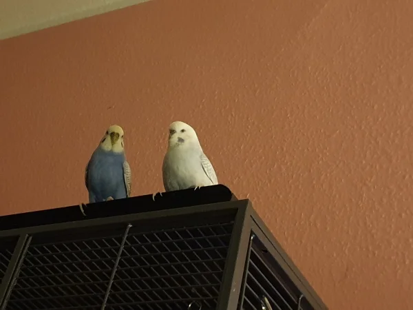 Wellensittich-Bild: Lenchen und Cindy planen den Tag.