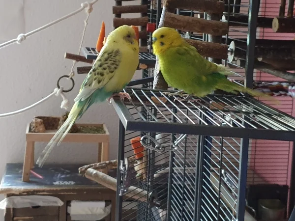 Wellensittich-Bild: Bert und Leo führen ein intensives Gespräch über die Mädels. 