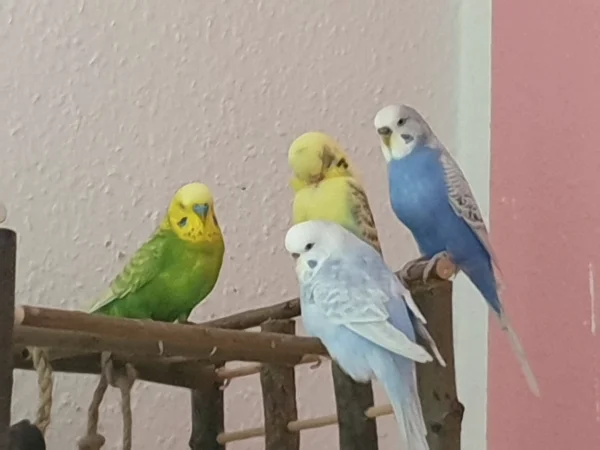Wellensittich-Bild: Leo, Cindy, Bert und Lenchen entspannen zusammen. Bert nutzt die Gelegenheit und putzt sich. 